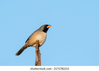 A rare and endangered Black-throated Saltator is perched on a branch looking towards the right at Emas National Park, Chapadão do Céu, Goiás State, Brazil - Shutterstock ID 2171782215