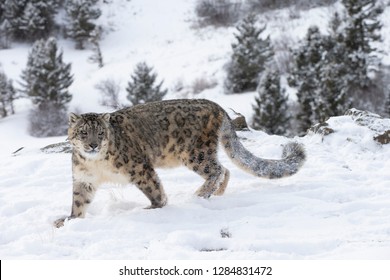 Rare, Endangered Snow Leopard in Snowy environment