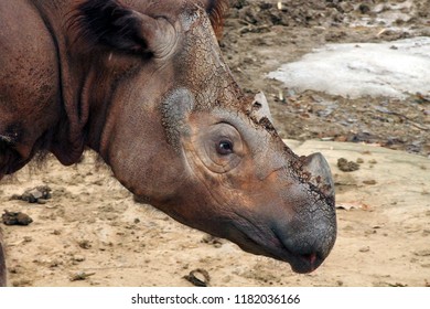 A Rare, Endangered Sumatran Rhino 