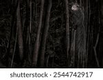 Rare endemic animal. Aye-aye, Daubentonia madagascariensis, night animal in Madagascar. Aye-aye nocturnal lemur monkey in the nature habitat, coast forest in Madagascar, widllife nature. 