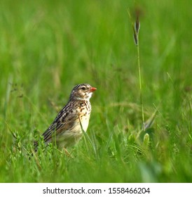 Rare Endemic Bothas Lark Spizocorys Fringillaris Stock Photo (Edit Now ...