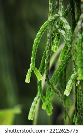 Rare Epiphytic Tassel Fern (Huperzia Nummulariifolia) From Peninsular Malaysia 