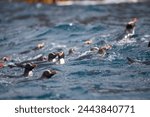 the rare Erect Crested Penguin, New Zealand