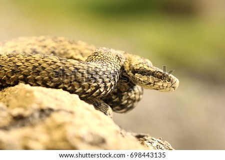 Similar – the rare meadow viper, closeup