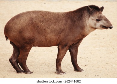 A Rare And Exotic Mammal, A Tapir