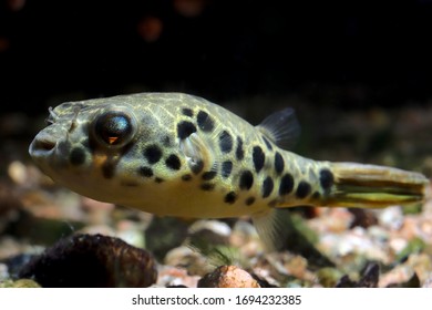 Rare and expensive aquarium fish, Spotted Congo Puffer (Tetraodon schoutedeni) from Africa's Congo Basin