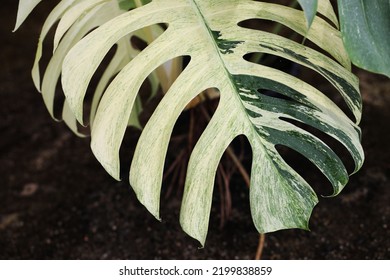 Rare And Expensive House Plant Variegated Monstera Mint Leaf