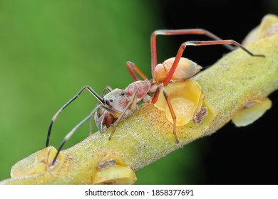 Rare Find Of A Ant Mimic Spider With Yellow End