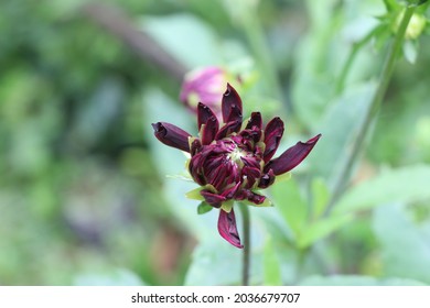 Rare Find Maroon Dahlia, Dahlia Flower Bloom In A Garden On Leaf Background