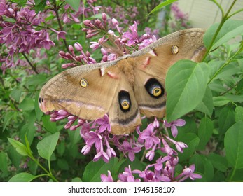 Rare Find Moth On Lilacs