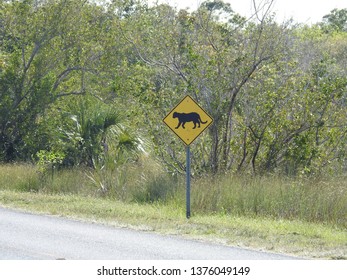 Rare Florida Panther Signs In The Everglades