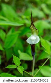 A rare flower of arisaema sikokianum that blooms in spring. - Shutterstock ID 2158424501