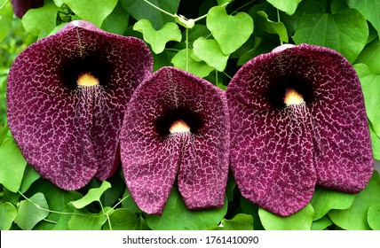 Rare Flower Aristolochia Gigantea Dutchman's Pipe