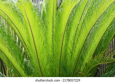 Rare Flowers. Cycad Male And Female Flowers. Gymnospermae Cycadaceae Dioecious Shrub. The Flowering Season Is Summer, The Male Flowers Are Columnar And The Female Flowers Are Dome-shaped.