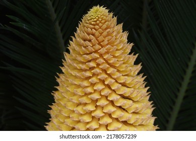 Rare Flowers. Cycad Male And Female Flowers. Gymnospermae Cycadaceae Dioecious Shrub. The Flowering Season Is Summer, The Male Flowers Are Columnar And The Female Flowers Are Dome-shaped.