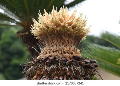 Rare Flowers. Cycad Male And Female Flowers. Gymnospermae Cycadaceae Dioecious Shrub. The Flowering Season Is Summer, The Male Flowers Are Columnar And The Female Flowers Are Dome-shaped.