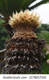 Rare Flowers. Cycad Male And Female Flowers. Gymnospermae Cycadaceae Dioecious Shrub. The Flowering Season Is Summer, The Male Flowers Are Columnar And The Female Flowers Are Dome-shaped.