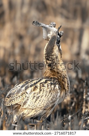 Rare footage of a Eurasian bittern (Botaurus stellaris) attempting to eat a giant fish.