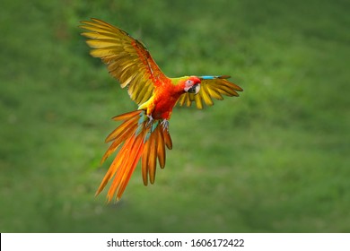 Rare form Ara macao x Ara ambigua, in tropical forest, Costa Rica. Red hybrid parrot in forest. Macaw parrot flying in dark green vegetation. Wildlife scene from tropical nature. Bird in fly, jungle. - Shutterstock ID 1606172422