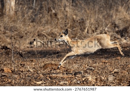 Rare four-horned antelope (chausinga) captured mid-run in Indian forest, expressing alertness and fear, highlighting wildlife behavior, survival instinct, and natural habitat in South Asia