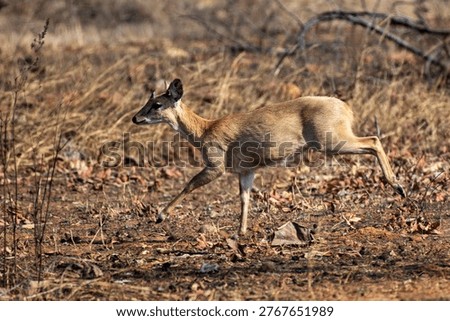 Rare four-horned antelope (chausinga) captured mid-run in Indian forest, expressing alertness and fear, highlighting wildlife behavior, survival instinct, and natural habitat in South Asia