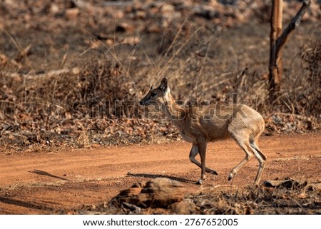 Rare four-horned antelope (chausinga) captured mid-run in Indian forest, expressing alertness and fear, highlighting wildlife behavior, survival instinct, and natural habitat in South Asia