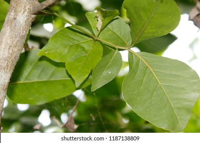 bael leaf