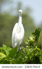 A rare frontal eye to eye view of a white egret…