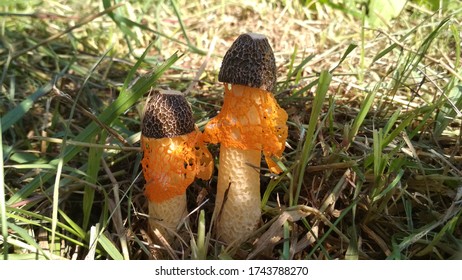 Bridal Veil Mushroom Images Stock Photos Vectors Shutterstock