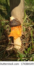 Bridal Veil Mushroom Images Stock Photos Vectors Shutterstock