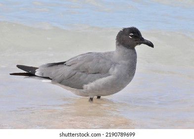 Rare Galapagos Lava Gull On The Beach