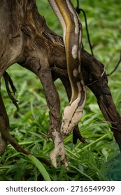Rare genetically bred reticulated python featuring tiger mottle platinum sunfire traits in a naturalistic setting.
