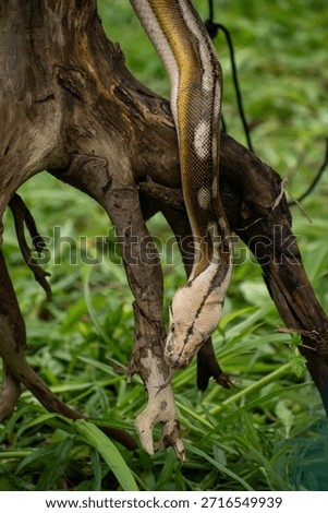 Rare genetically bred reticulated python featuring tiger mottle platinum sunfire traits in a naturalistic setting.
