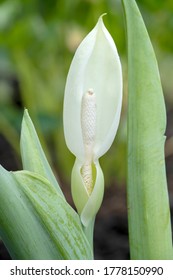 Rare Giant Elephant Ear Flower Bloom Spathe And Spadix