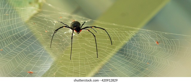 A rare giant Golden silk orb-weavers (Nephila) spider male on a cobweb in Daintree forest in the tropical far north of Queensland, Australia. No people. Copy space