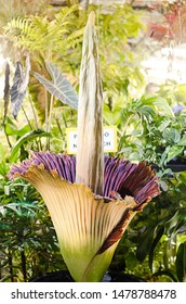 A Rare Glimpse Of A Corpse Plant Flower In Full Bloom. 