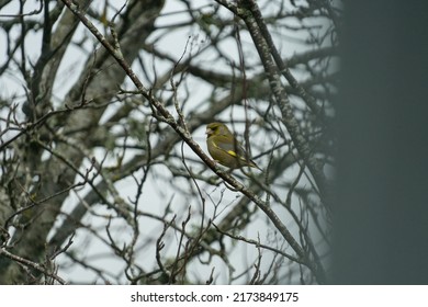 Rare Green Finch In Tree