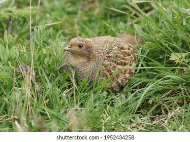 A Rare Grey Partridge, Perdix Perdix, Feeding In A Field In The UK.	