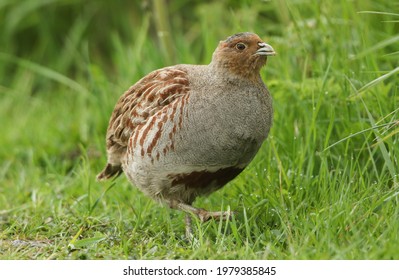 A Rare Grey Partridge, Perdix Perdix, Feeding In A Field In The UK.	