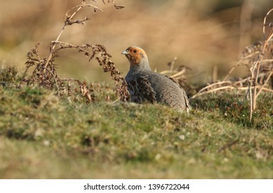 A Rare Grey Partridge, Perdix Perdix, In The Moors Of Durham, UK.