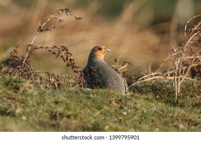 A Rare Grey Partridge, Perdix Perdix, In The Moors Of Durham, UK.