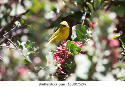 3 Imágenes De Hawaiian Amakihi - Imágenes, Fotos Y Vectores De Stock ...