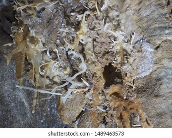 Rare Helictites In Black Chasm Cavern In Northern California