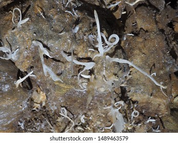 Rare Helictites In Black Chasm Cavern In Northern California