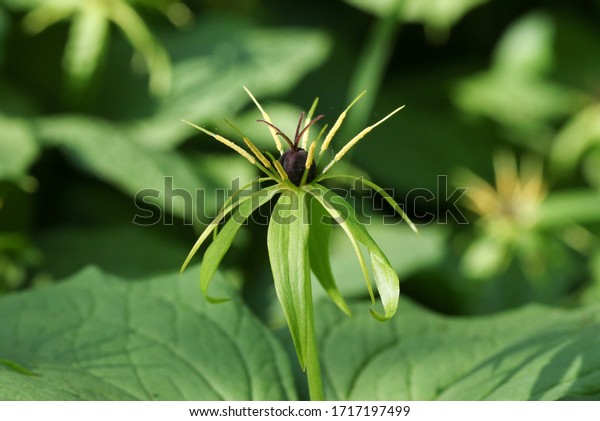 イギリスの森林で育つ 珍しいハーブ パリの花が咲く植物 パリカドリフォリア の写真素材 今すぐ編集