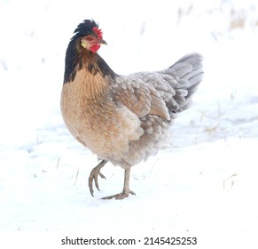 Rare heritage Icelandic chicken hen, with multicolored plumage, walking through the snow. - Powered by Shutterstock