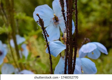 Rare Himalayan Flower Blue Poppy With Dew Droplets On Stem Seen During Monsoon Trek To Valley Of Flowers National Park, Unesco World Heritage Site In Nanda Devi Biosphere Reserve,Uttarakhand, India.