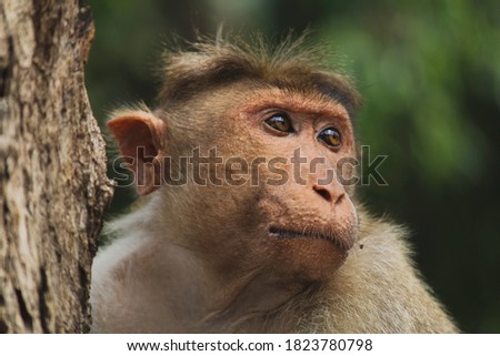 Rare Indian monkey species found in the forest and it's sitting on the tree with waterfalls background in tamil nadu, Indian forest. Indian wildlife.