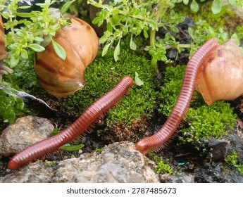 A rare interaction when a red millipede colony meets a rare albino snail 

A unique and amazing moment showcasing an unusual encounter between a red millipede colony and albino snails, which are very rarely found in the wild