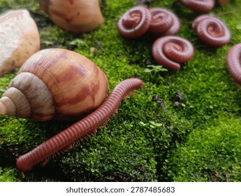 A rare interaction when a red millipede colony meets a rare albino snail 

A unique and amazing moment showcasing an unusual encounter between a red millipede colony and albino snails, which are very rarely found in the wild